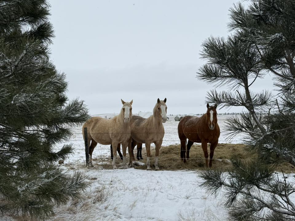 10 Verla Schaer - Equine Trio