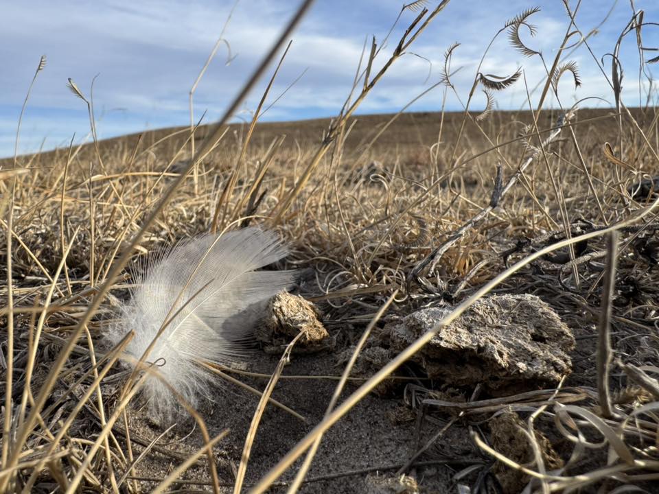 15 Glenna Sherfey - Feather