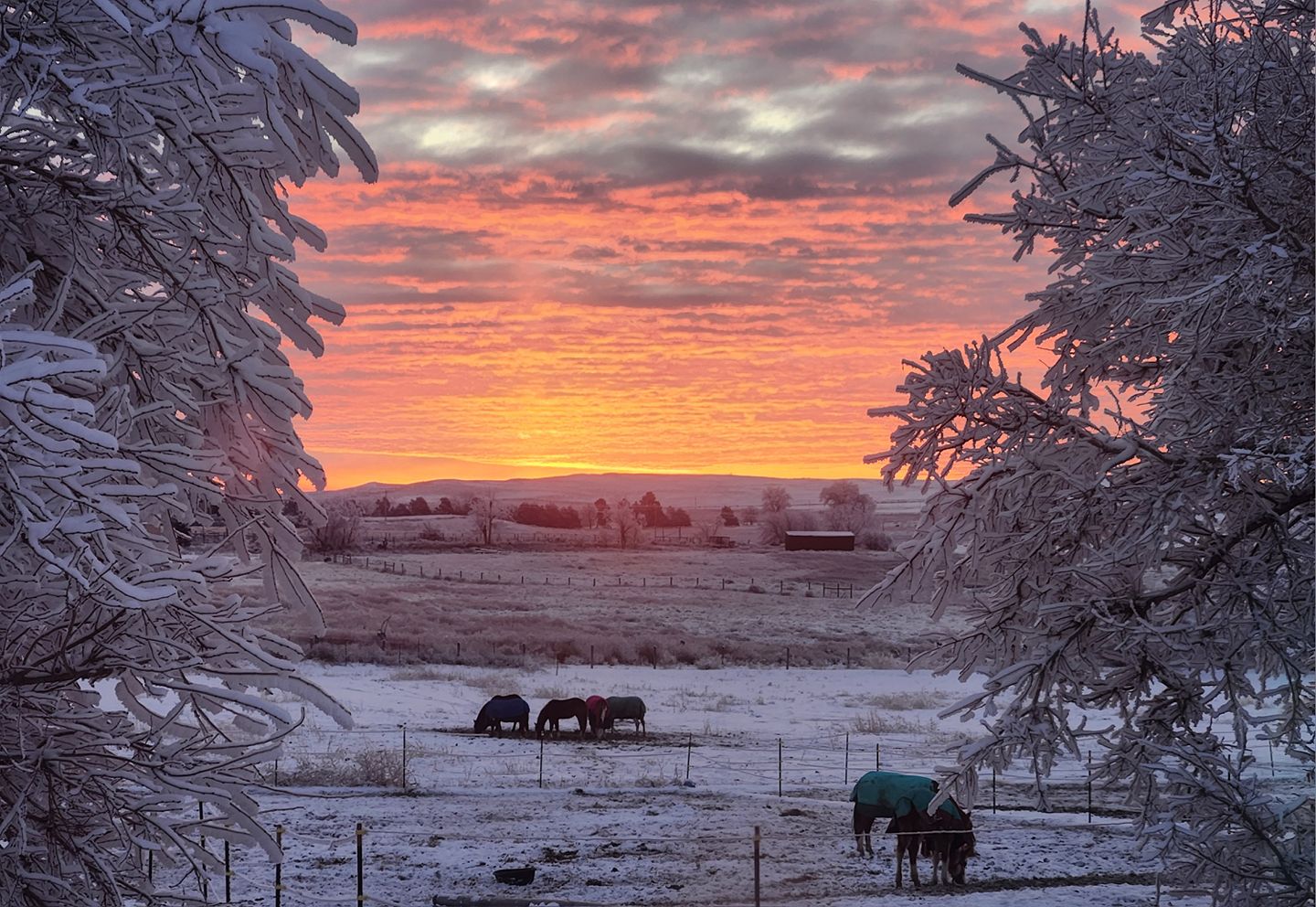 2 Shanon Vollmar - Equine Sunset