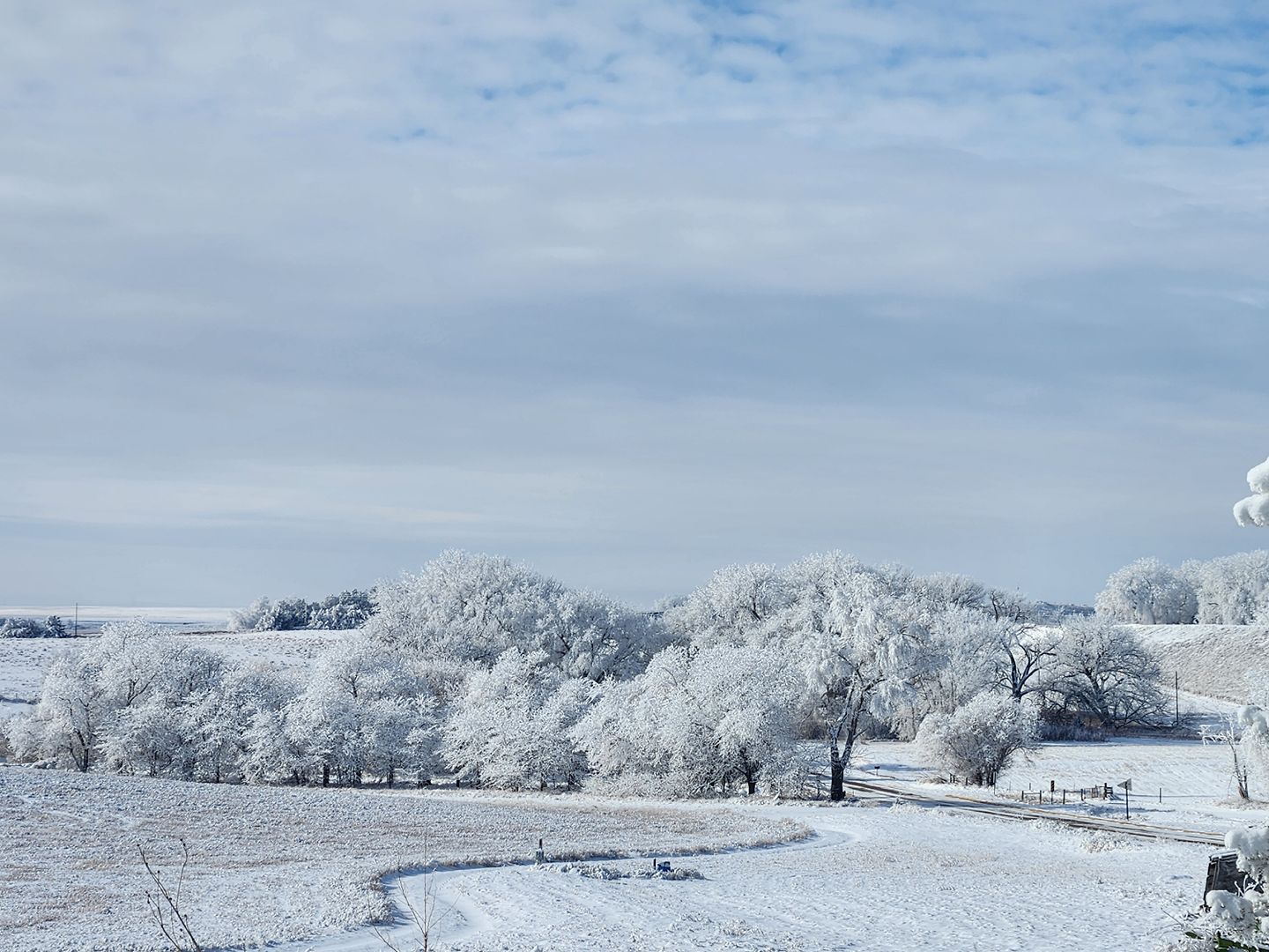 6 Shanon Vollmar - Frosty Trees