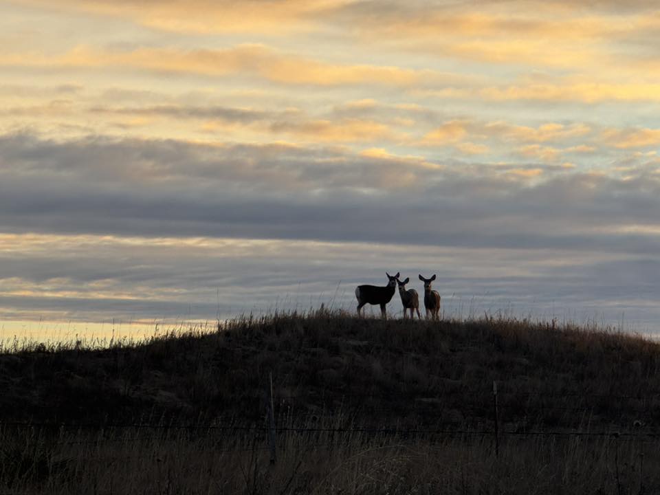 7 Glenna Sherfey - Deer Trio