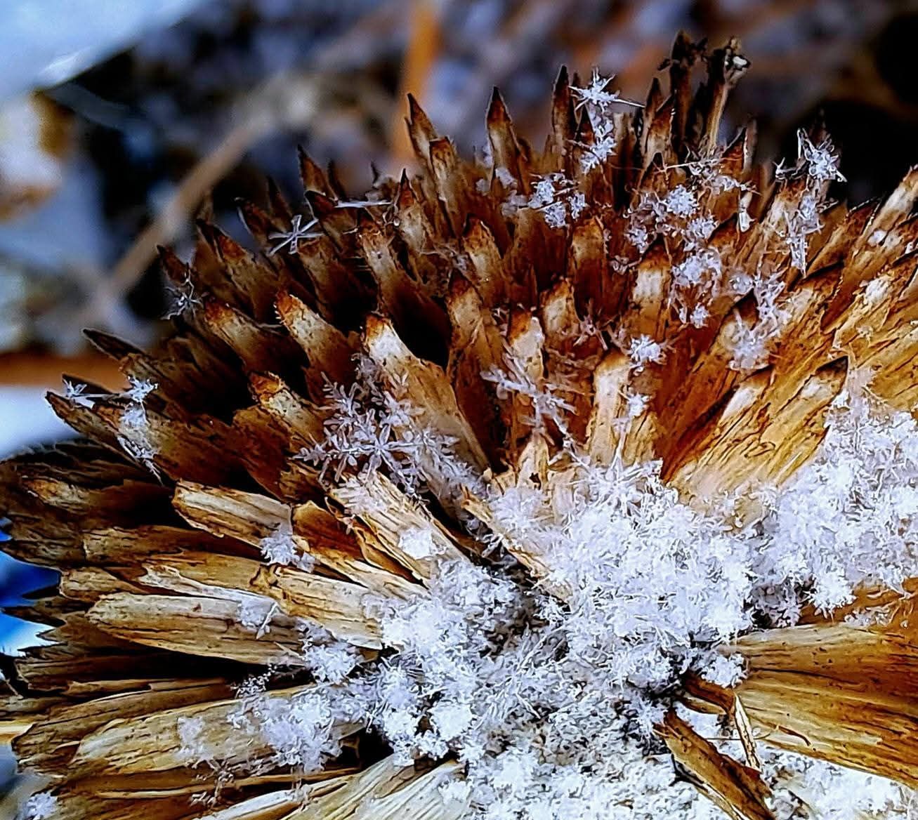 8 Laura Crumpacker - Micro Crystals