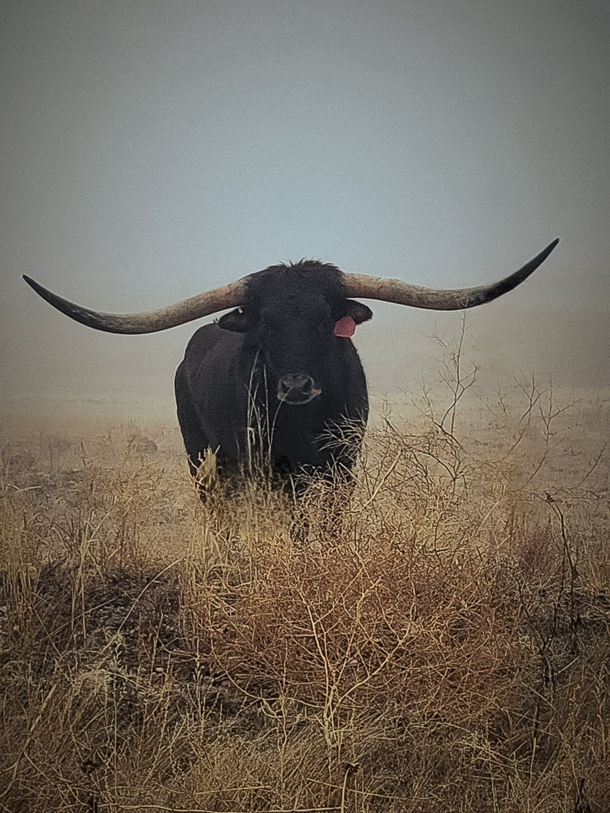 Bull in the Pasture Ashley Weinreis