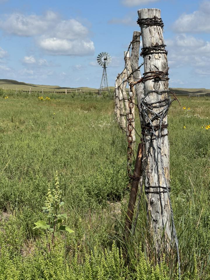 Sandhills Sentinel in the Fence Line Glenna Sherfey